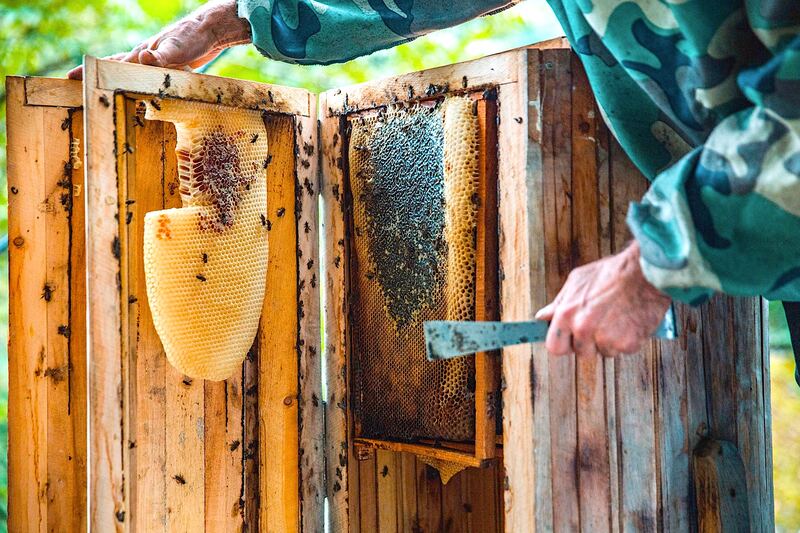 A beekeeper lifting honeycomb frames from a hive